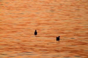 photo_19044_20101125