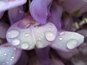 water-rain-wisteria-1835605-h